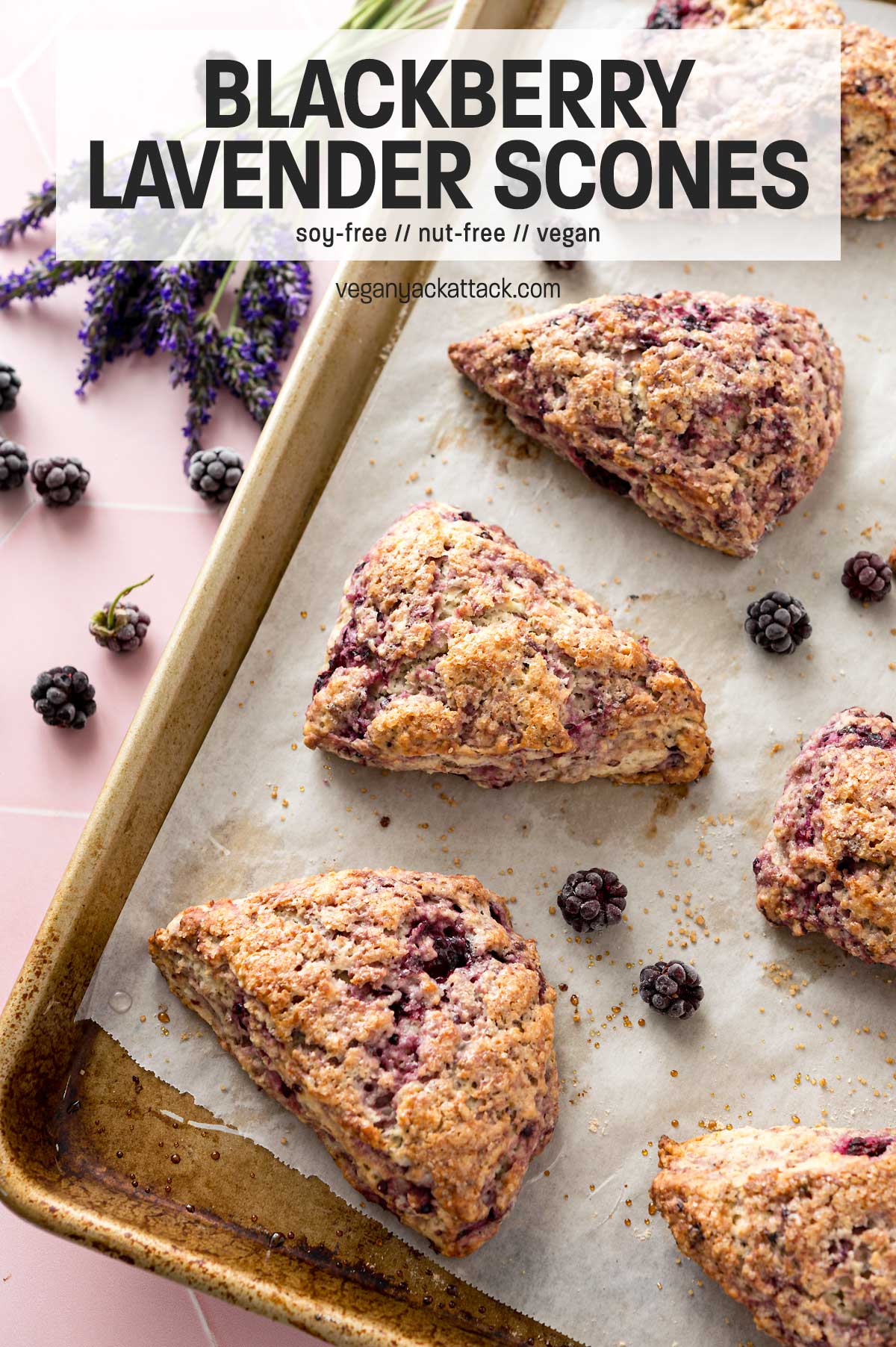 baked scones on a lined baking tray with blackberries and fresh lavender, with text overlay "blackberry lavender scones"